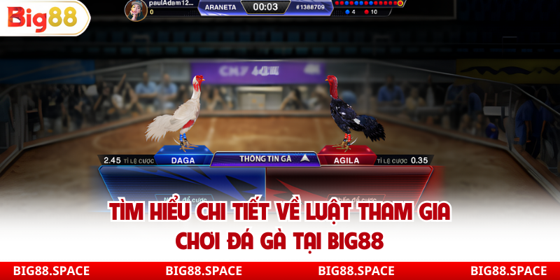 Tìm hiểu chi tiết về luật tham gia chơi đá gà tại Big88